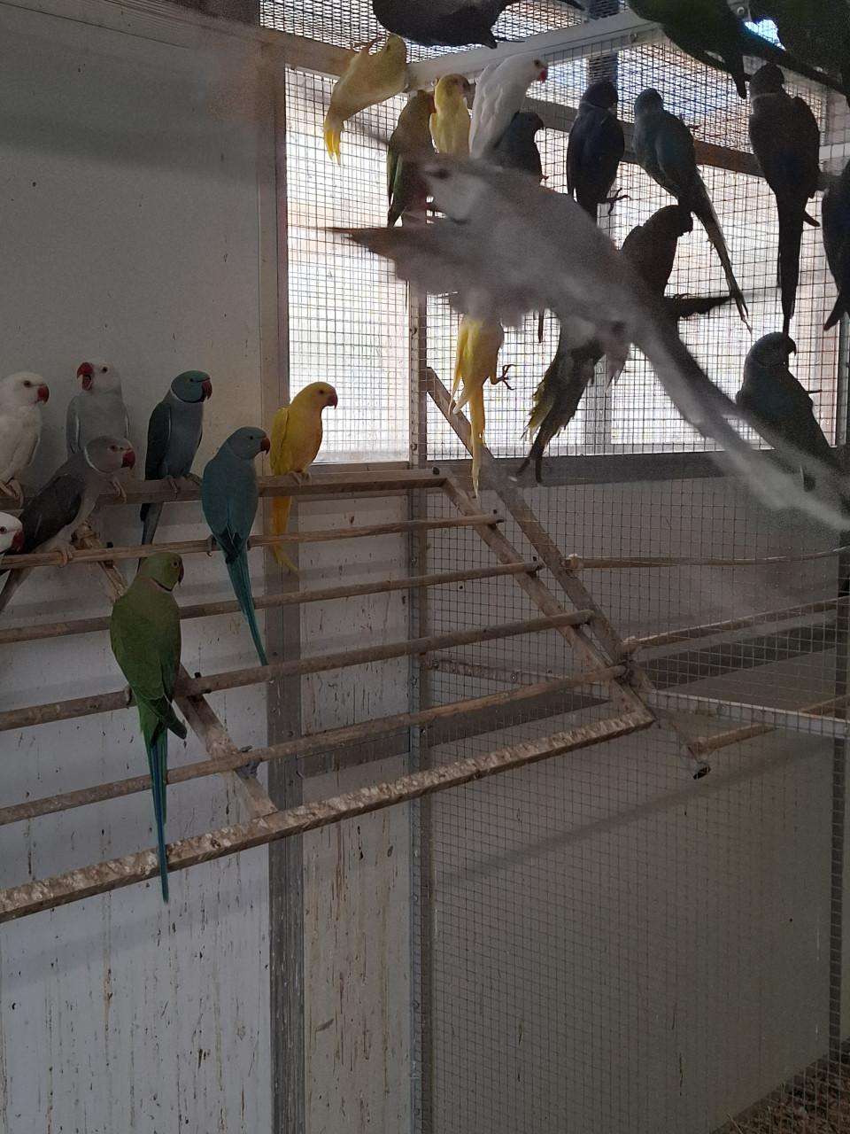 Grote keuze uit halsbandparkieten