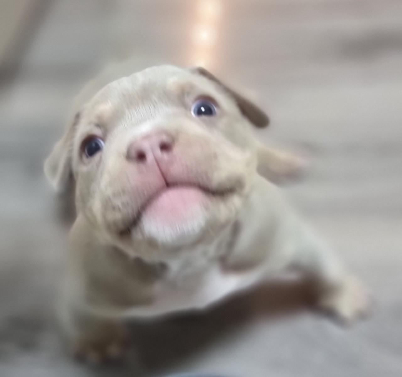 Micro extreem bully pup met stamboom