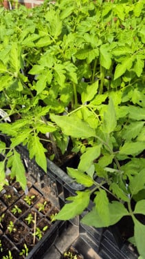 Tomatenplanten