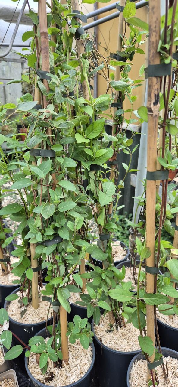 Klimplanten,  verantwoord gekweekt