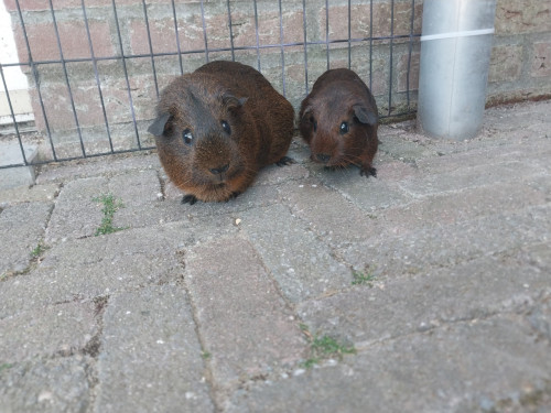 2 vrouwtjes cavia's (mogen apart weg)