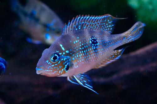 Chicliden Eliotti Thorichthys ellioti