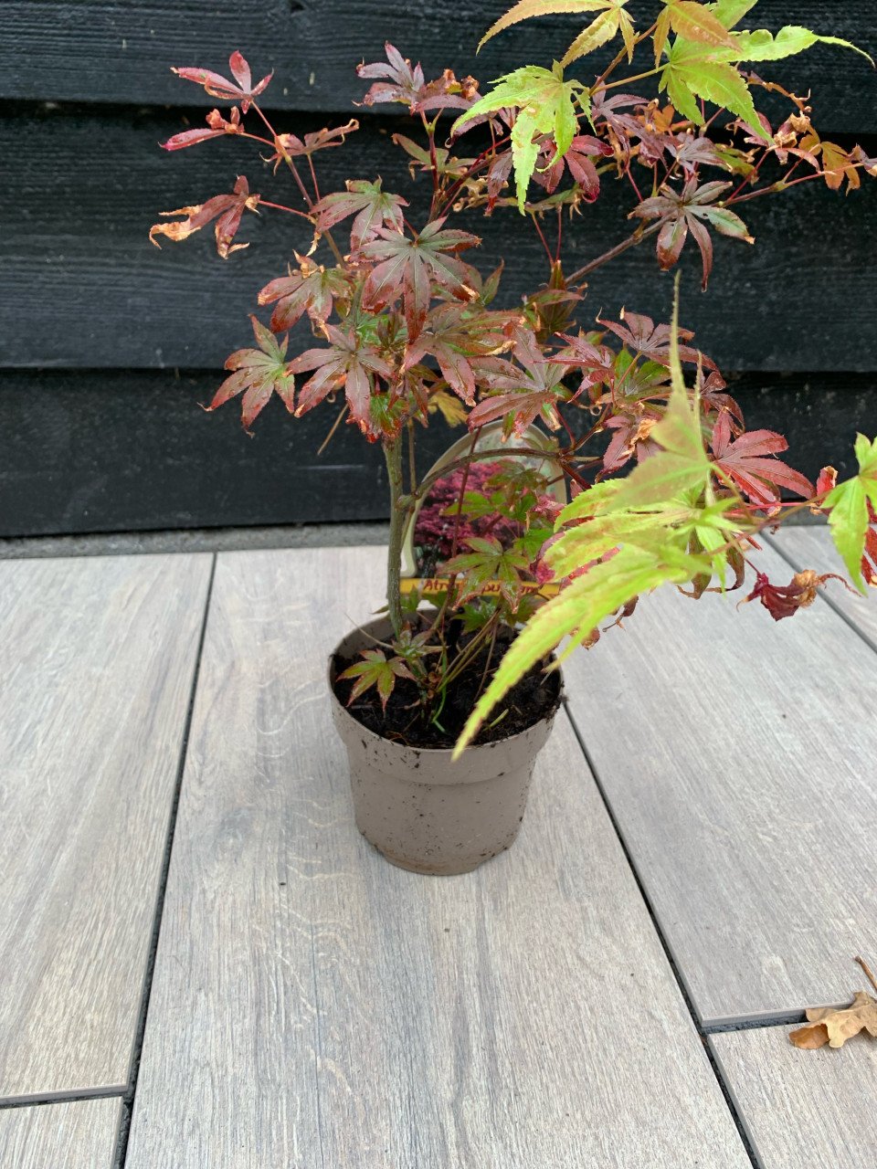 Planten te koop Japanse esdoorn Bamboe