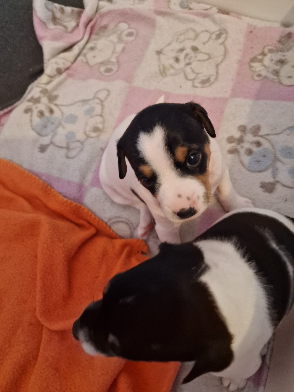 Nog 2 boerenfox pups
