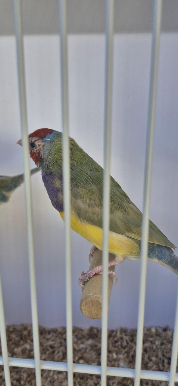 Gouldamadines .. komen van buiten ... sommige hebben een vaste ring .. 2025