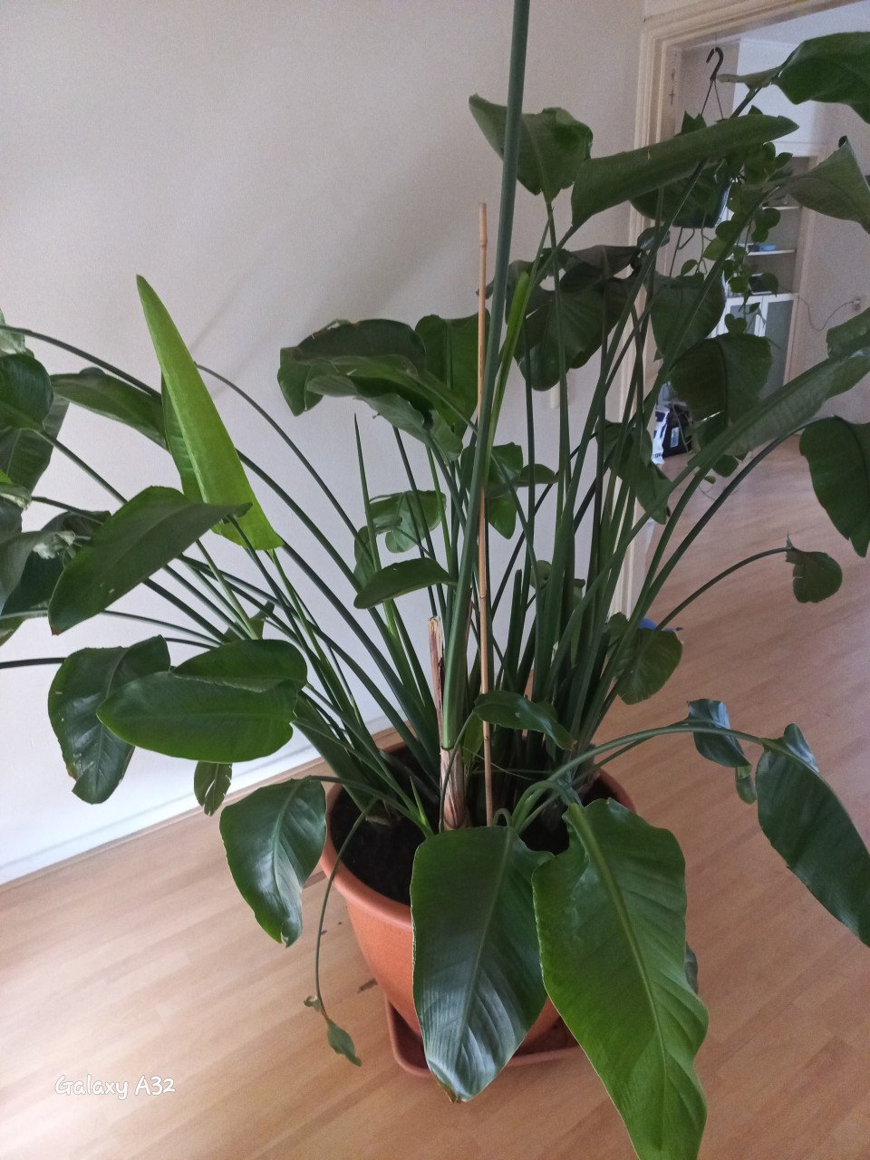 Strelitzia  -  Paradijsvogelplant