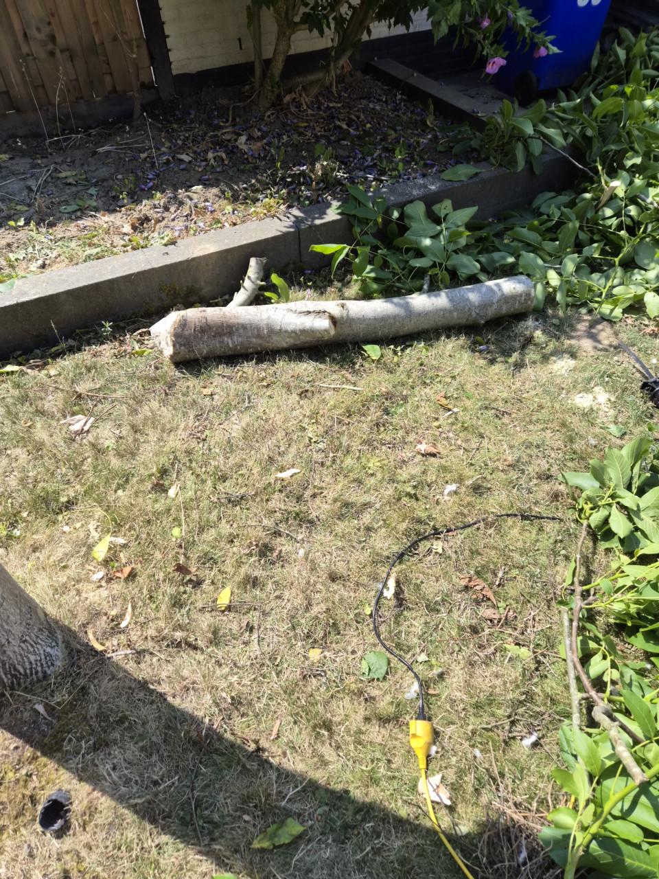Gratis op te halen stukjes boomstammen van walnootboom