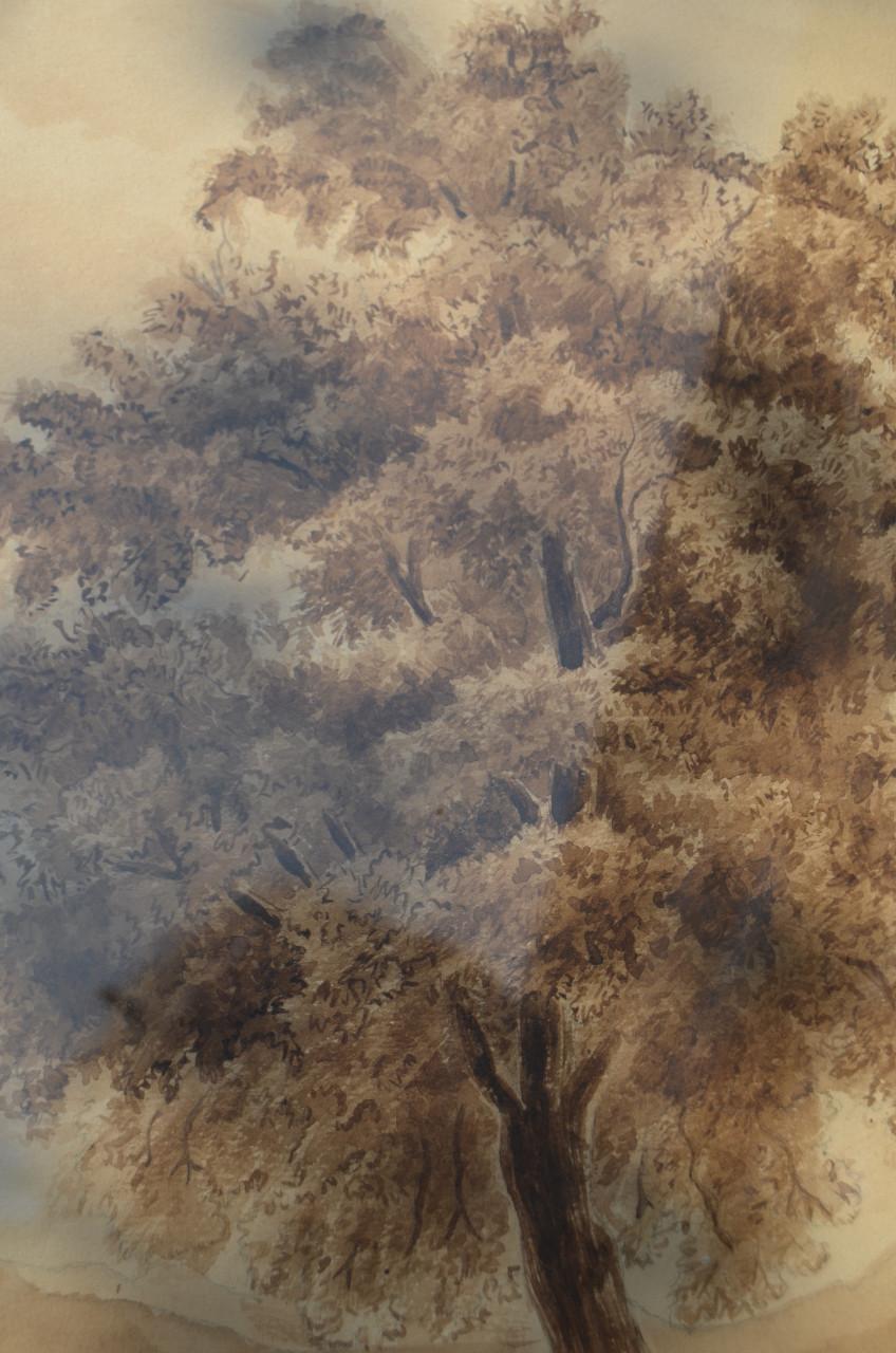 Duitse boom aquarel?