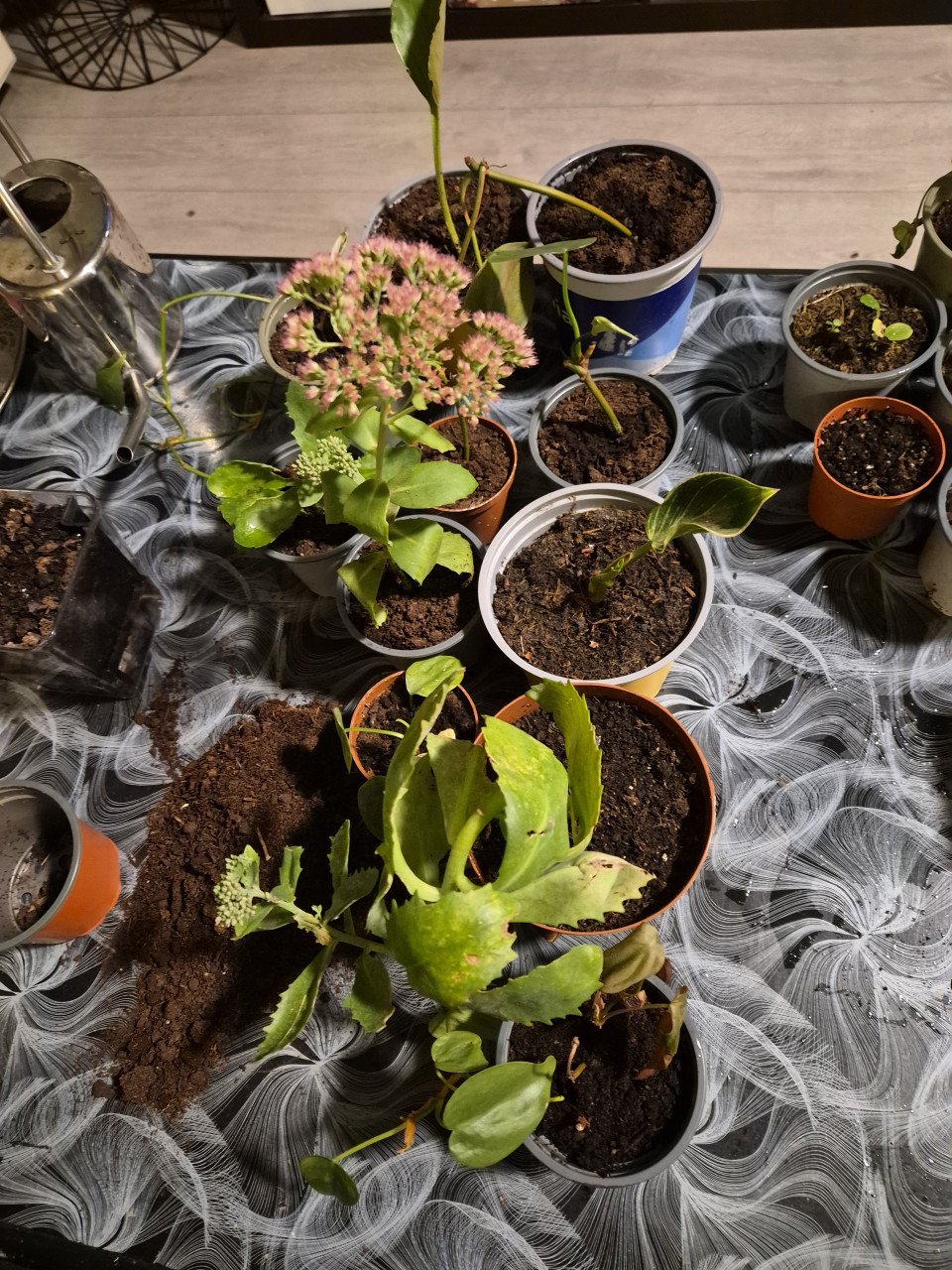 Plantjes 50cent per stuk