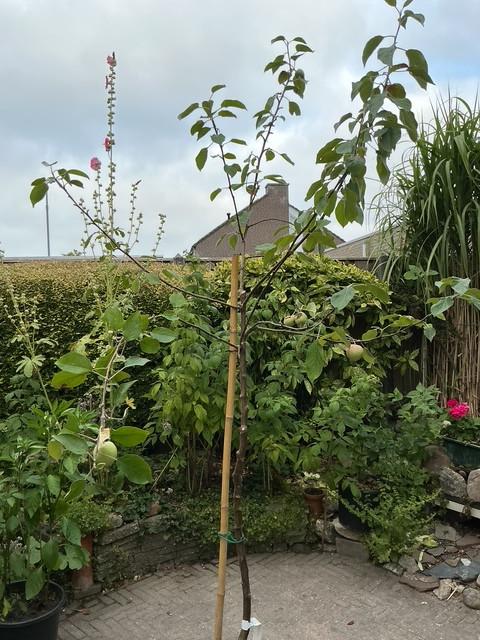 Hoge appelboom in pot 2.40 m hoog Summerred