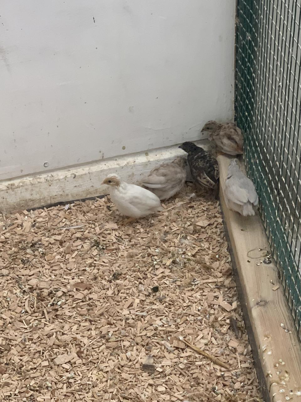 Jonge Dwerg kwartels