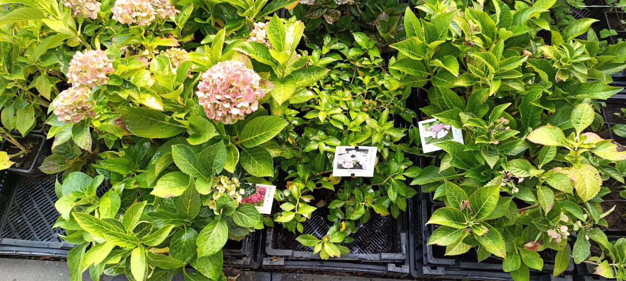 Mooie Hortensia's te diverse kleuren en soorten ! Nu 3 voor €10,-