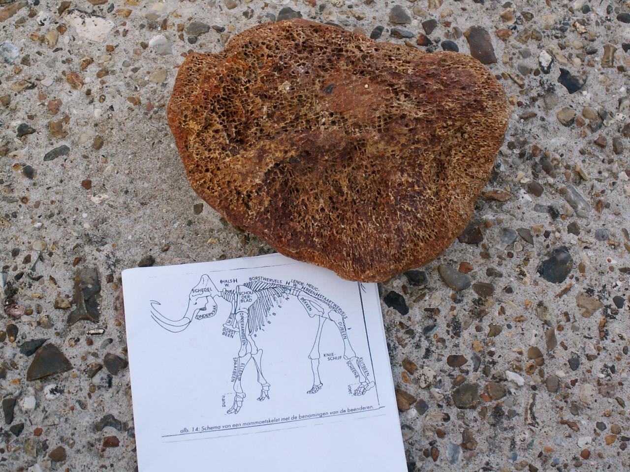 Te koop; fossiel heupkop mammoet en prehistorisch paard bot