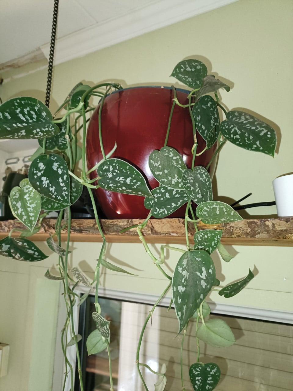 Hangplant scindapsus kamerplant