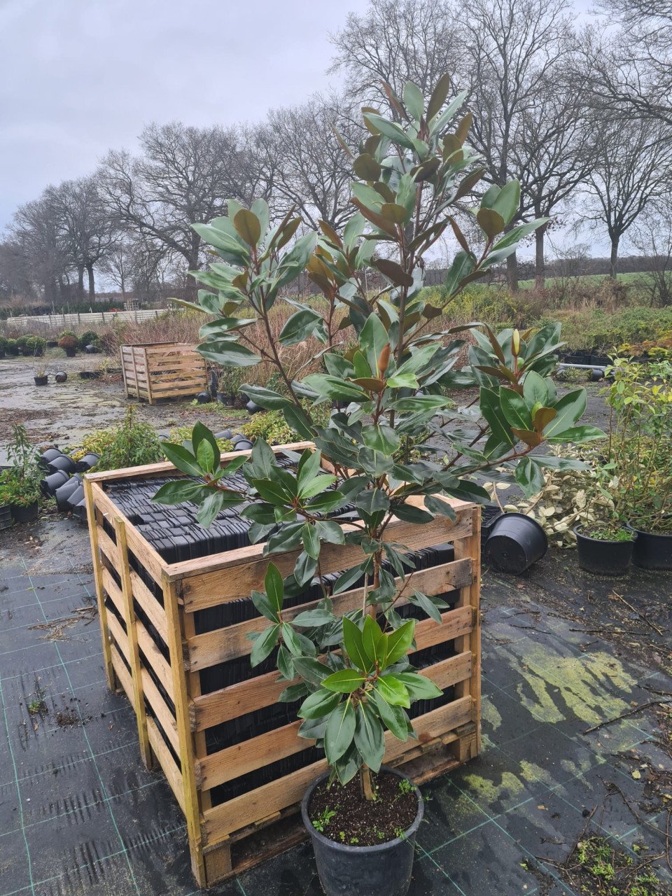 Magnolia Grandiflora 'Little Gem' wintergroen