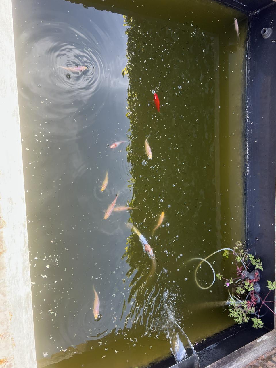 Goudvissen gratis af te halen