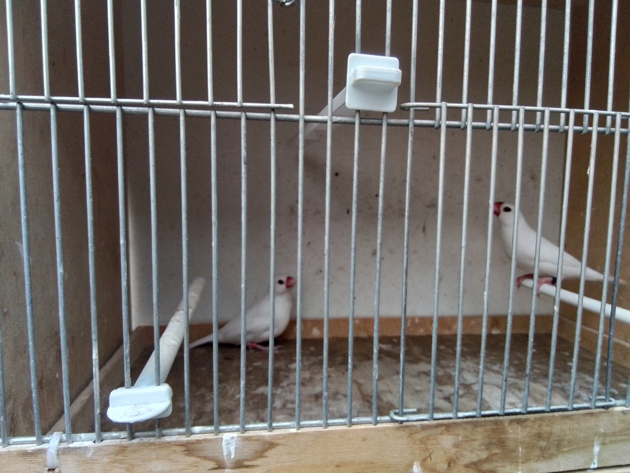 Koppel witte rijstvogels