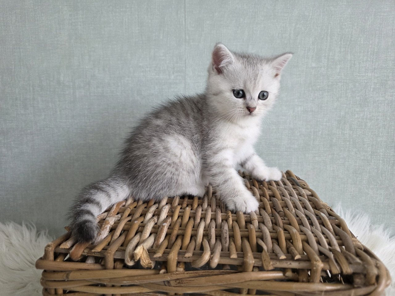 Brits korthaar kittens silver tabby (Whiskas)