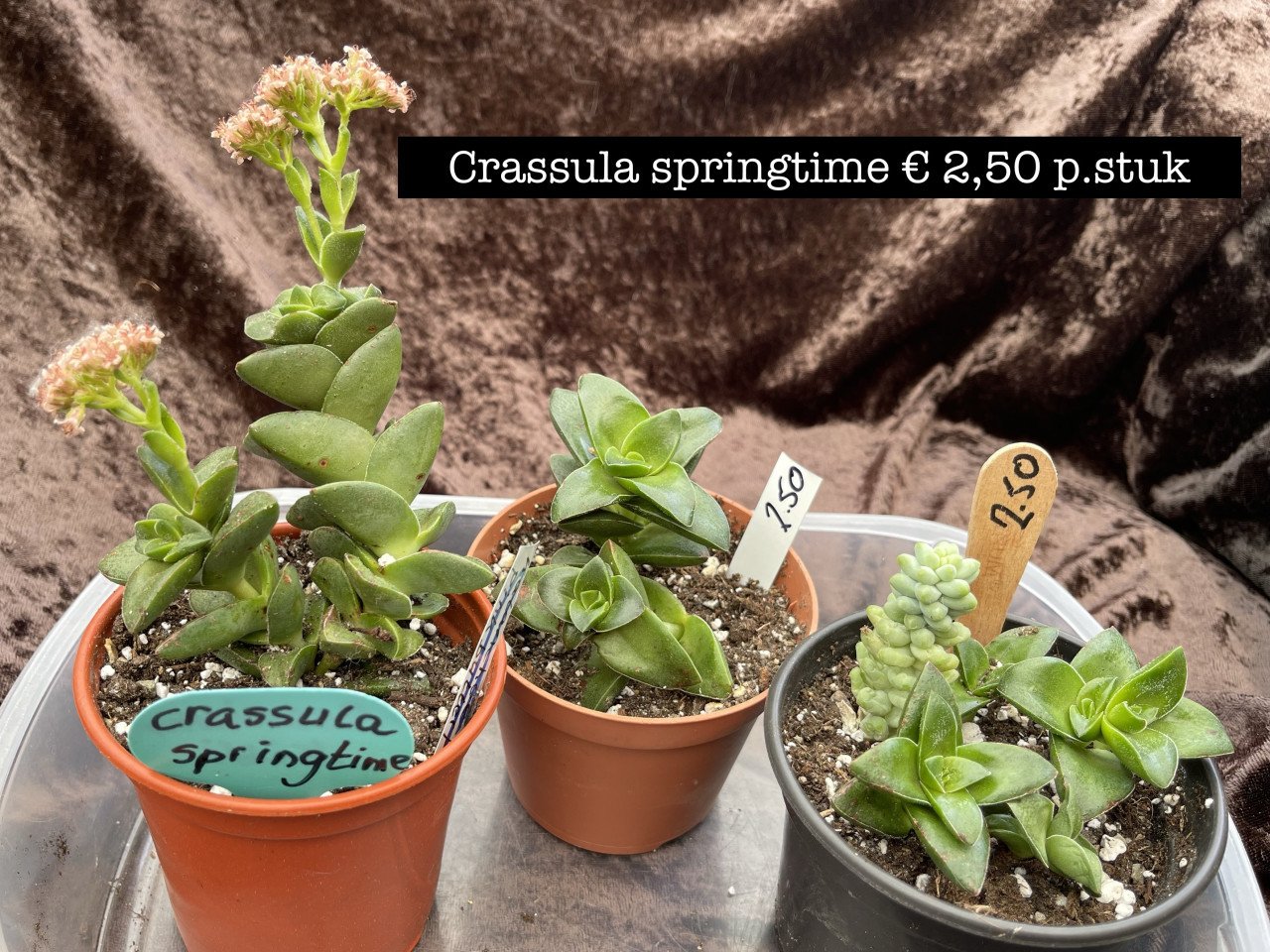 Planten - succulenten