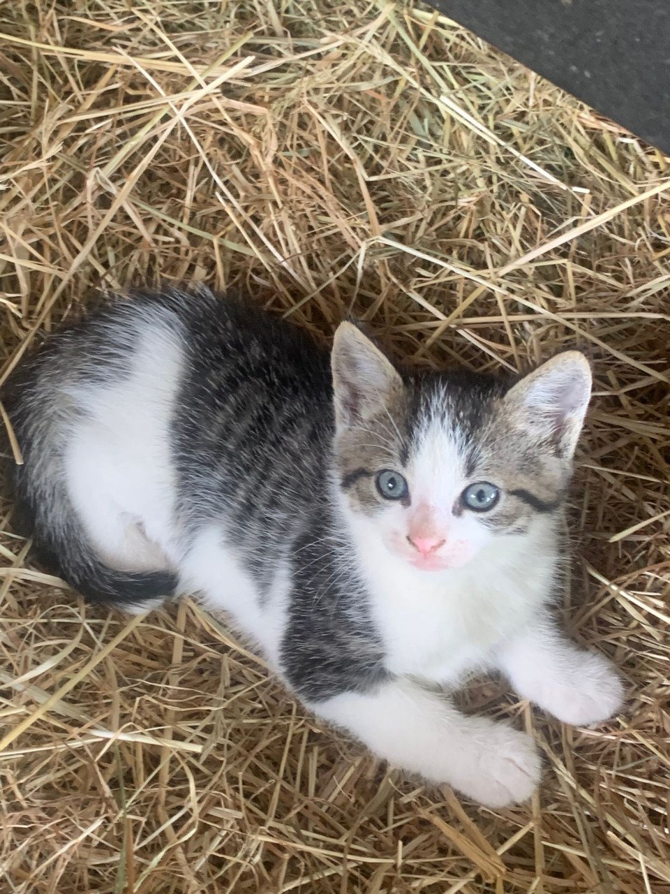 Kittens katten poes