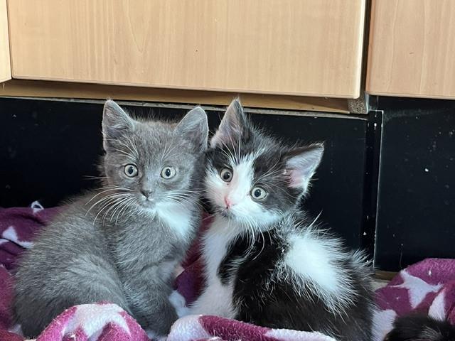 5 jonge kittens