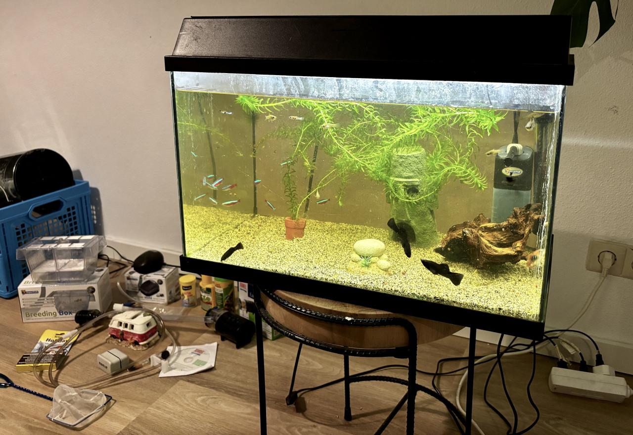 Aquarium inclusief vissen en alle toebehoren