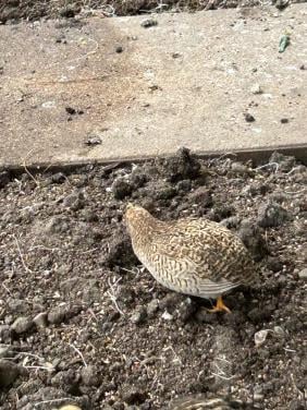 2 zilver kwartels. (denk haantjes )2 hennetjes wildkleur