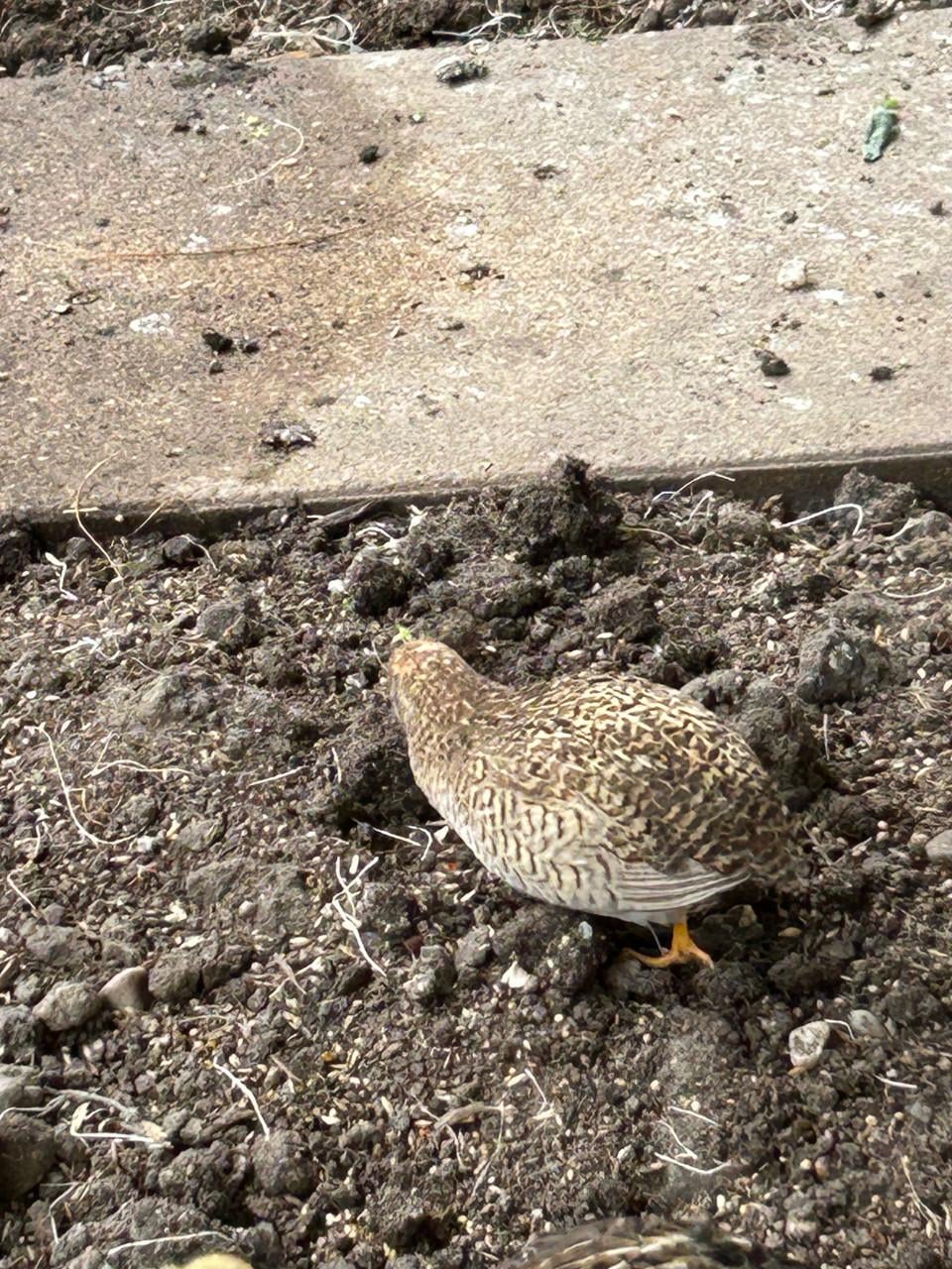 2 zilver kwartels. (denk haantjes )2 hennetjes wildkleur