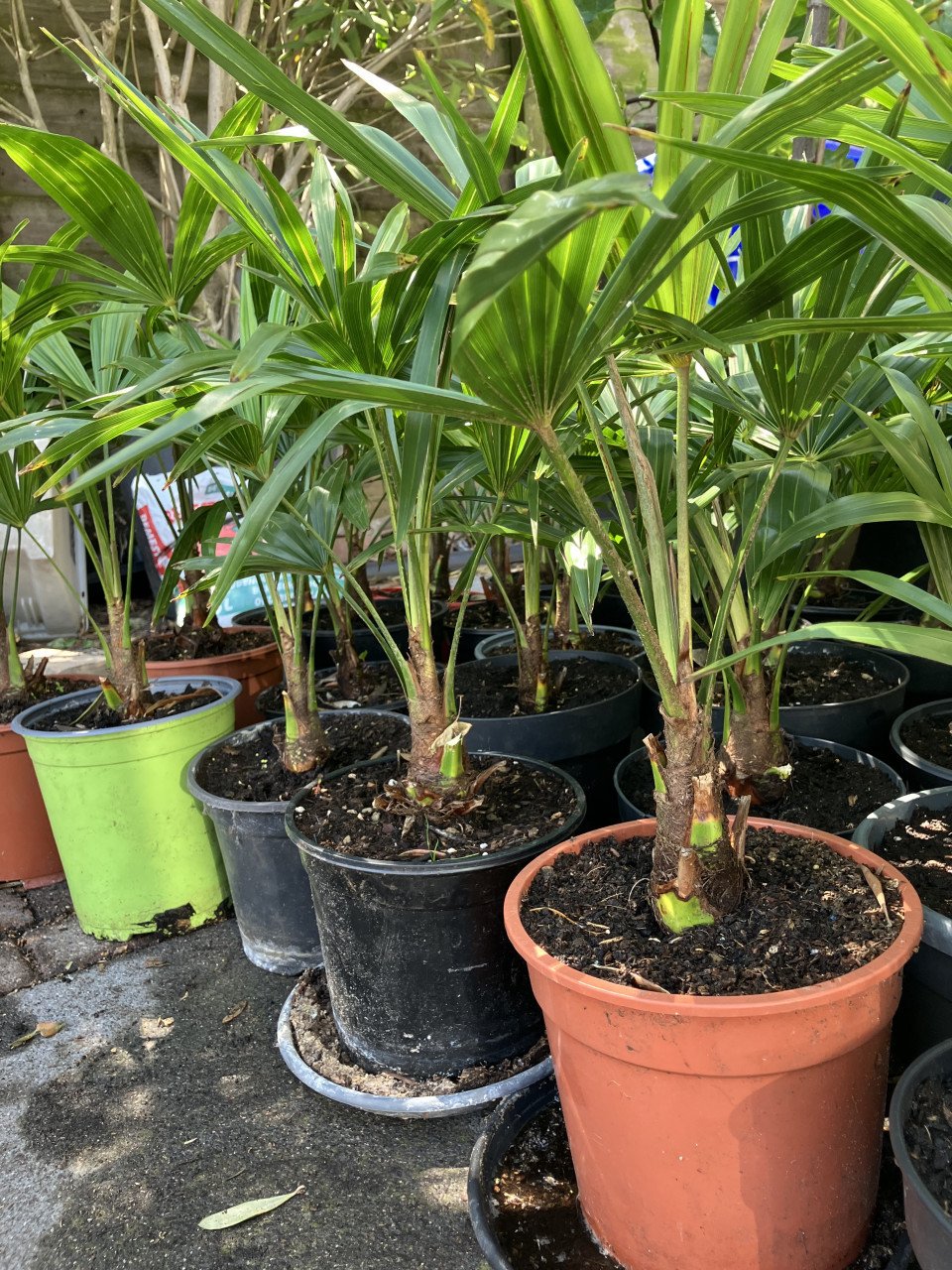 Winterhard palm, trachycarpus fortunei en vijgenboom