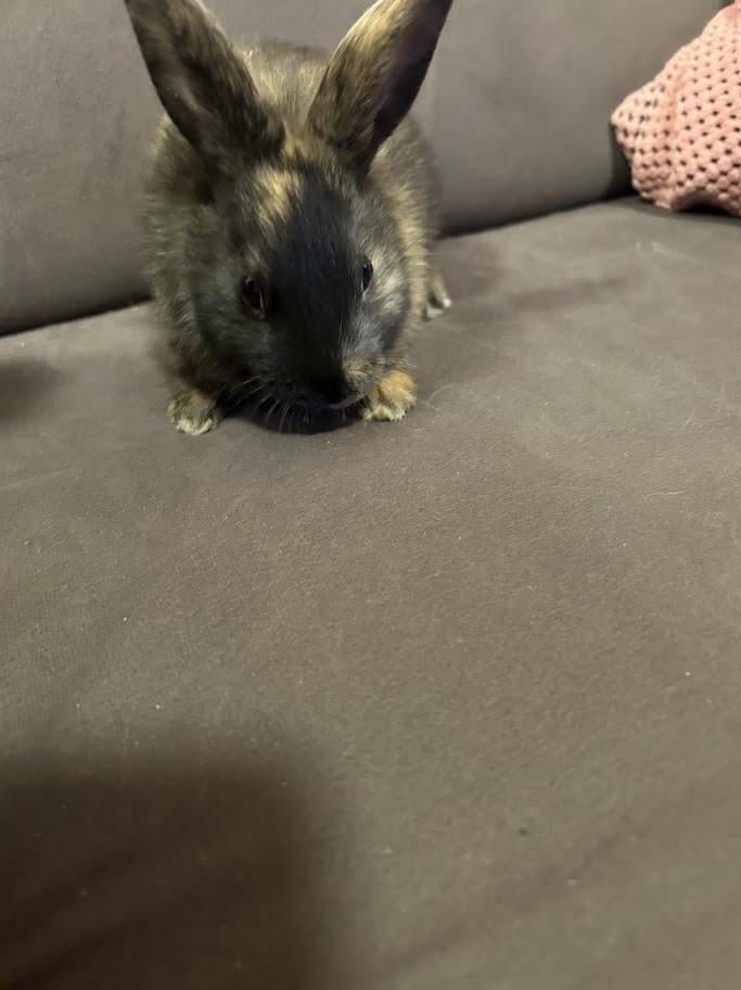 3 lieve baby konijntjes te koop