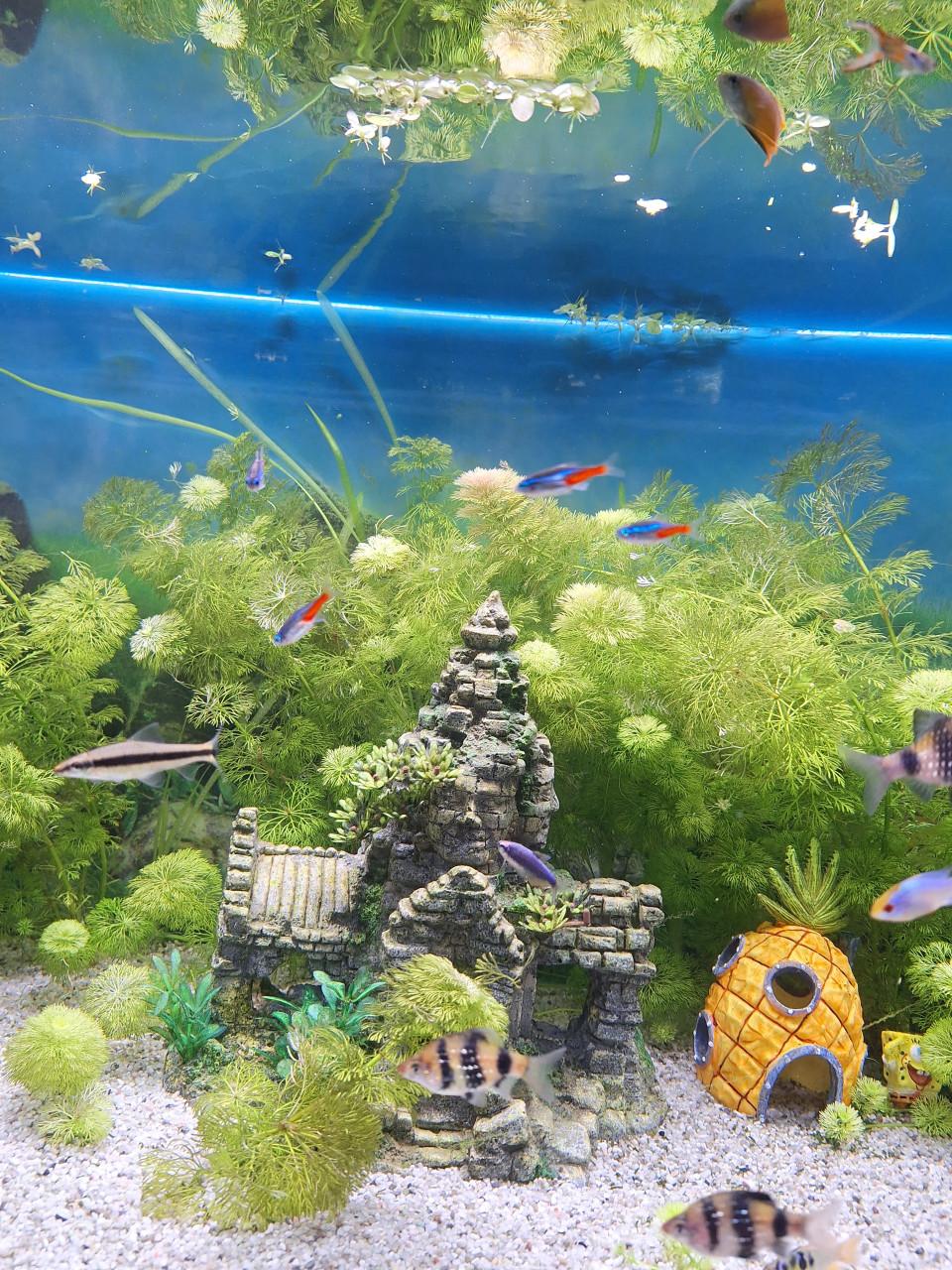 Aqualantis aquarium