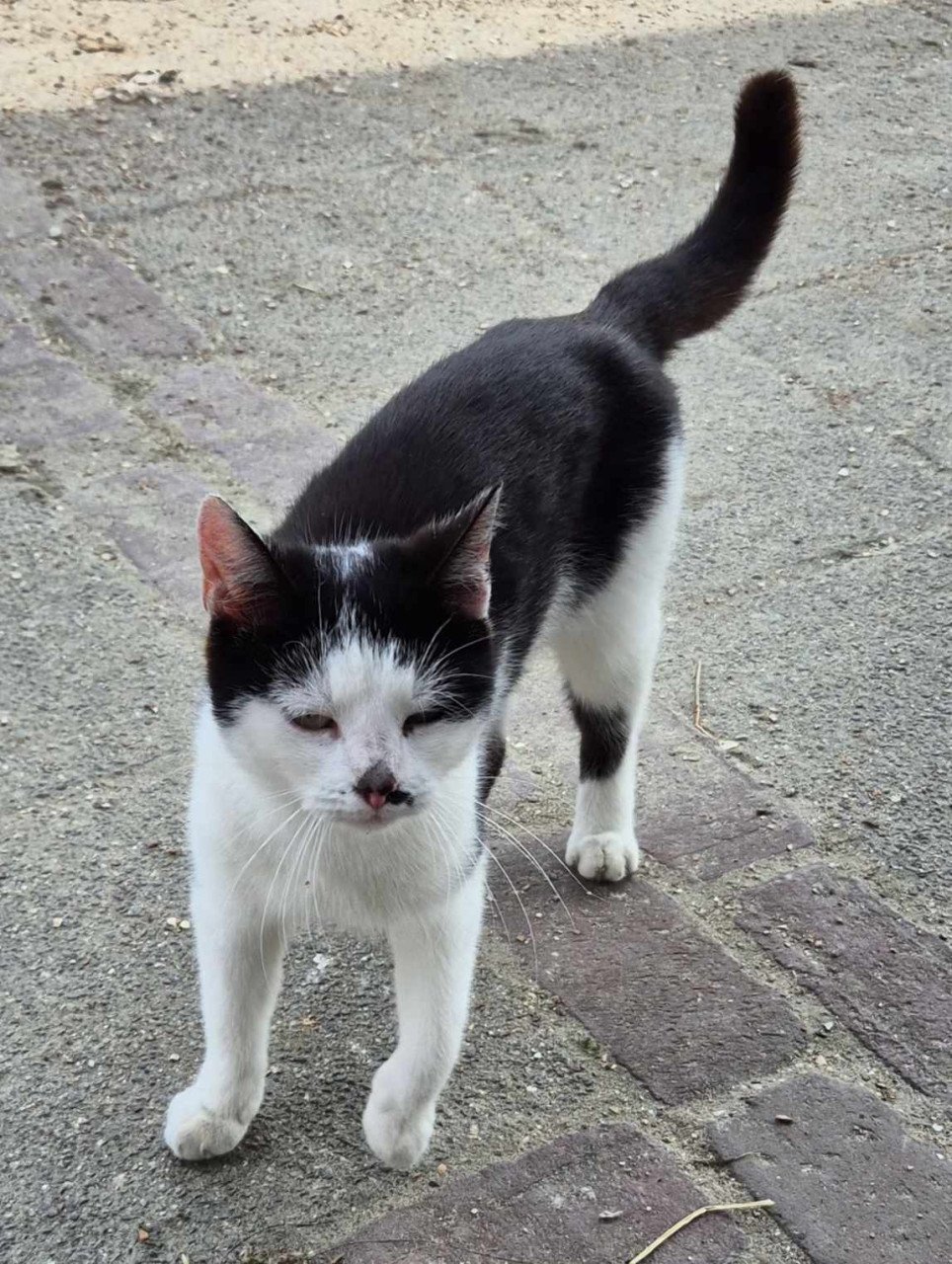 Super lieve sociale met de fles opgevoede kittens te koop