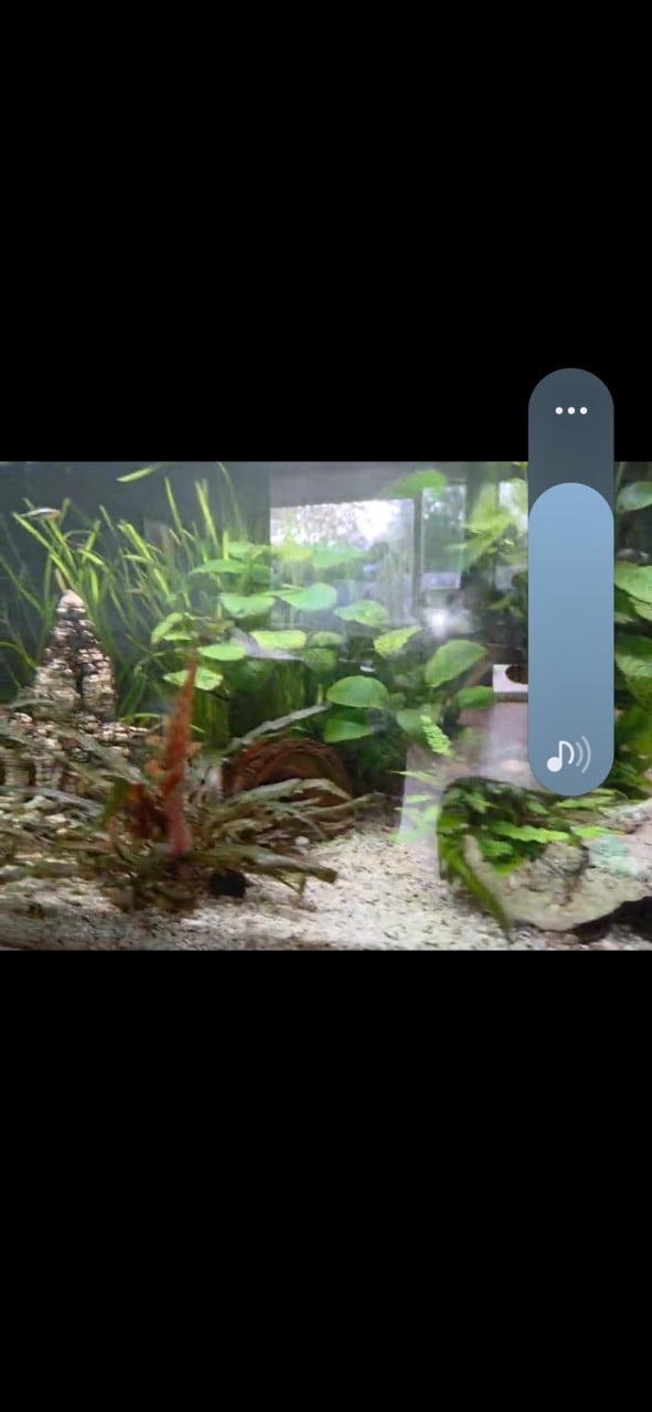 2 meter aquarium met vissen, inrichting en techniek