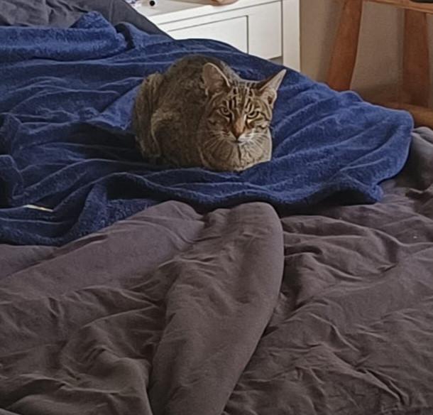 Vermist: poes Trudie