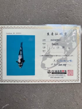 Koi de koop met en zonder certificaat