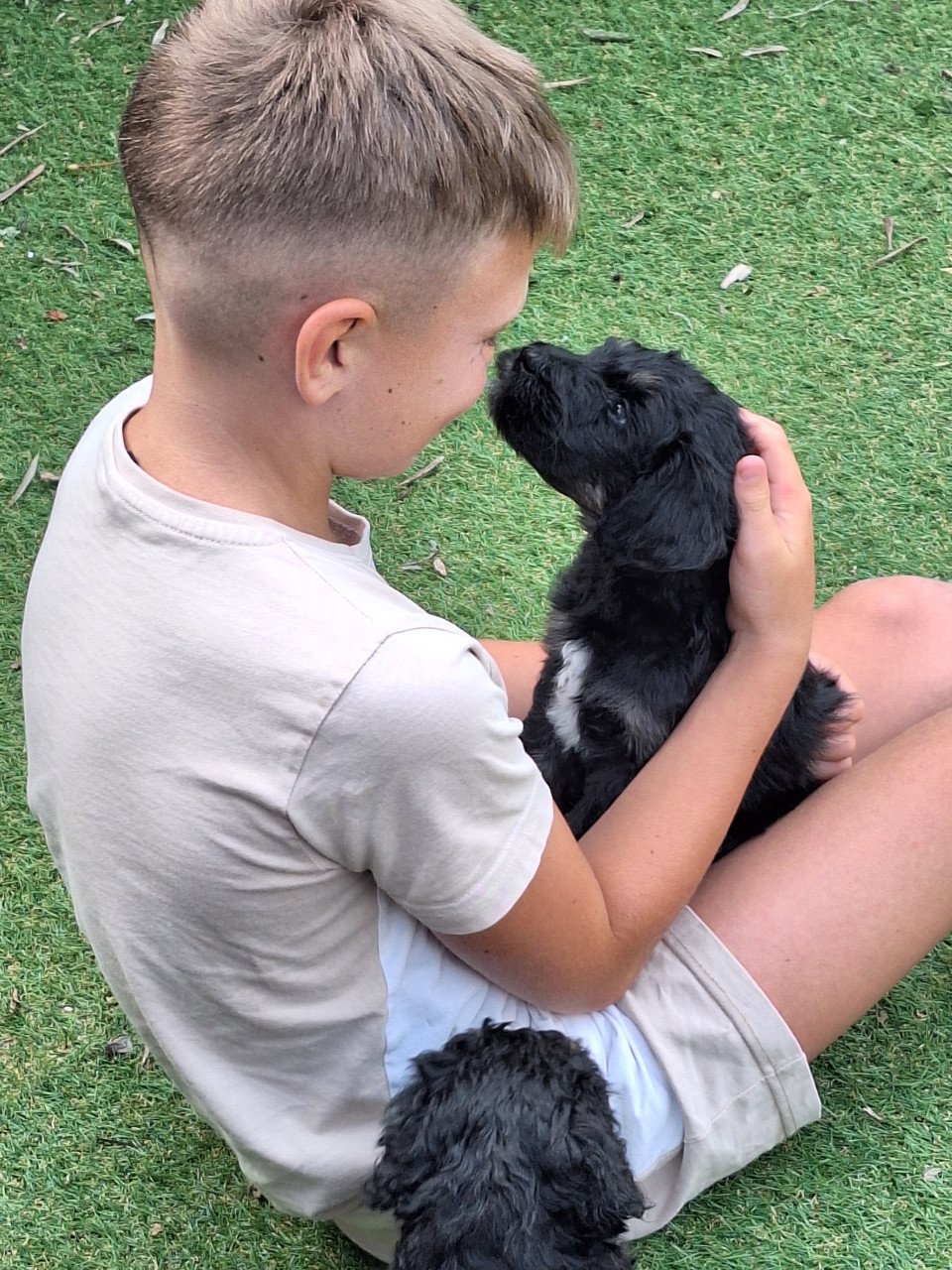 Bernedoodles One love