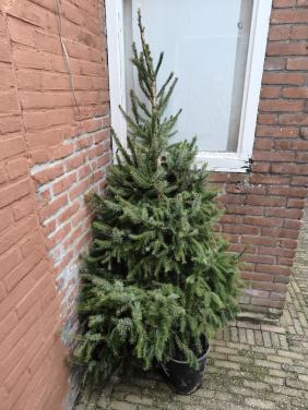Echte kerstboom Omorika 190 cm