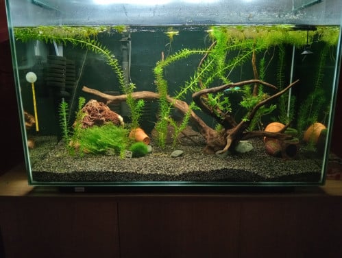Walstad aquarium home 110