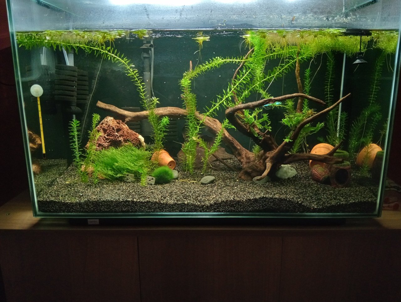Walstad aquarium home 110