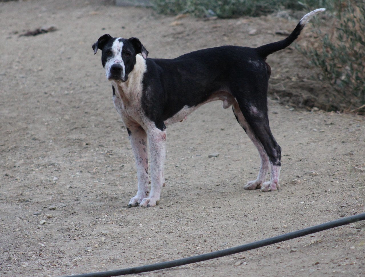 Alora Dog Rescue: Onyx, op tijd gered en nu klaar voor een nieuwe start