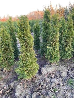 Thuja smaragd coniferen