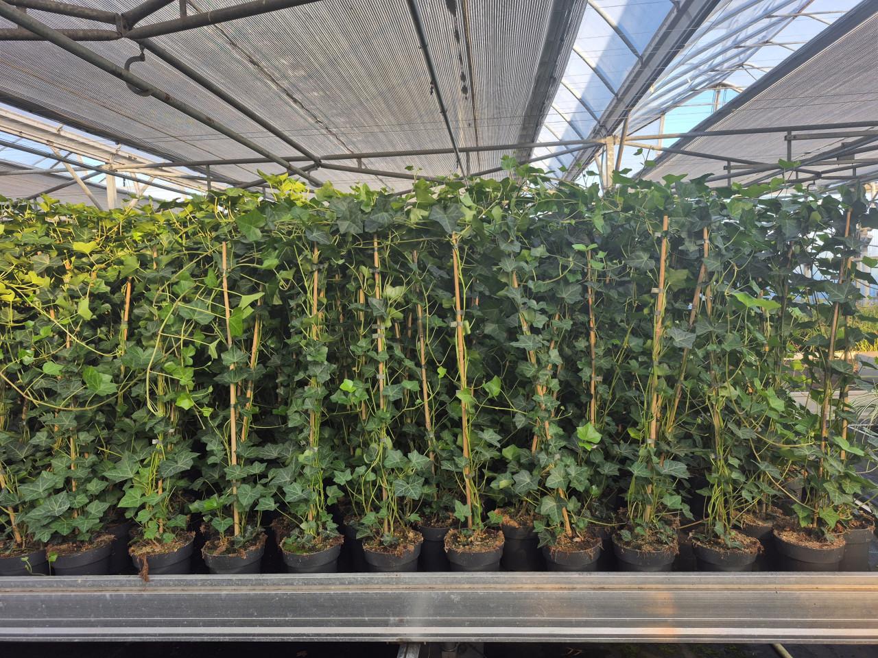 Topkwaliteit Hedera hibernica (klimop) in diverse maten.