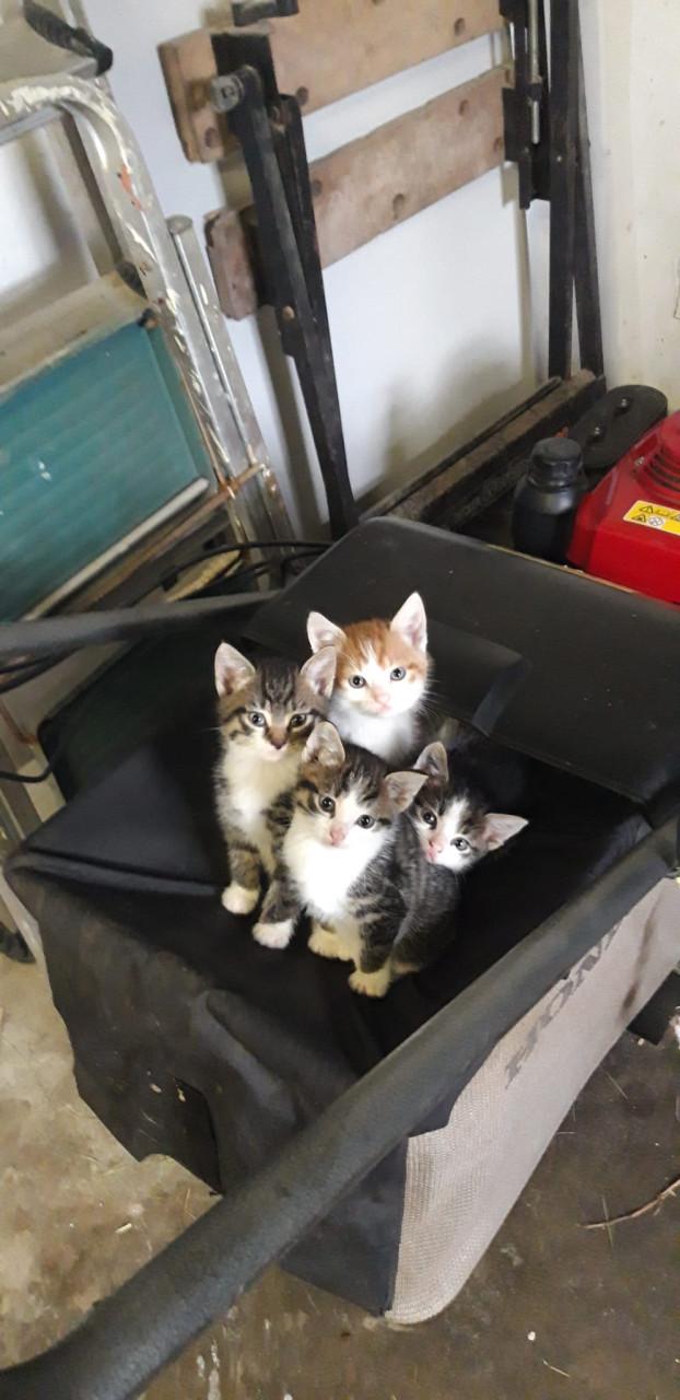 Wij 4 broertjes zoeken een nieuw baasje