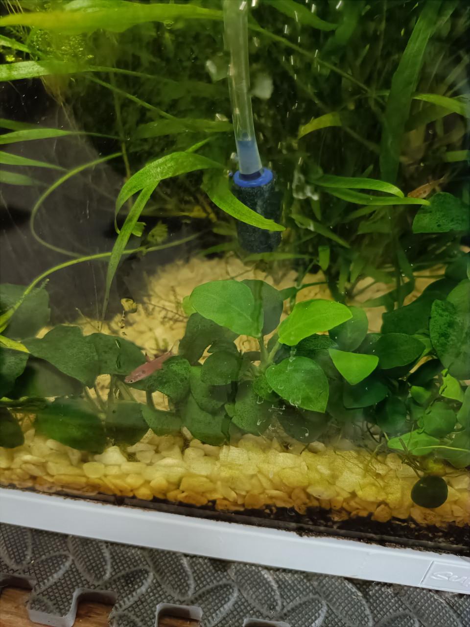 Aquarium 25 liter compleet