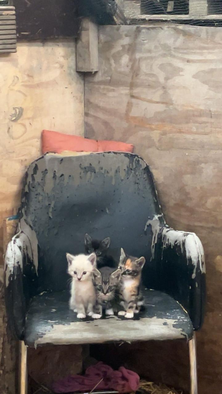 Leuke kittens