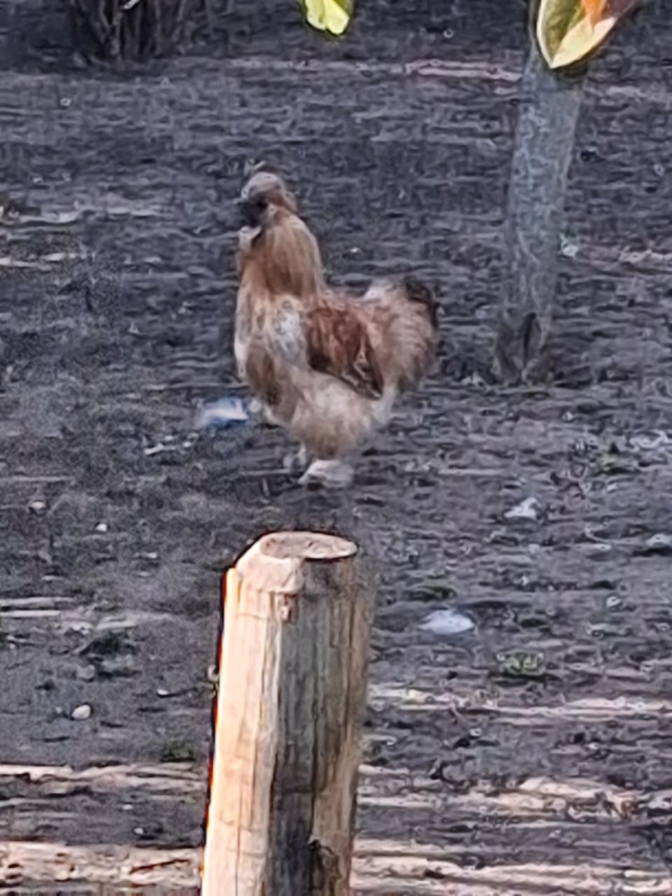 Zijdehoenders beschikbaar