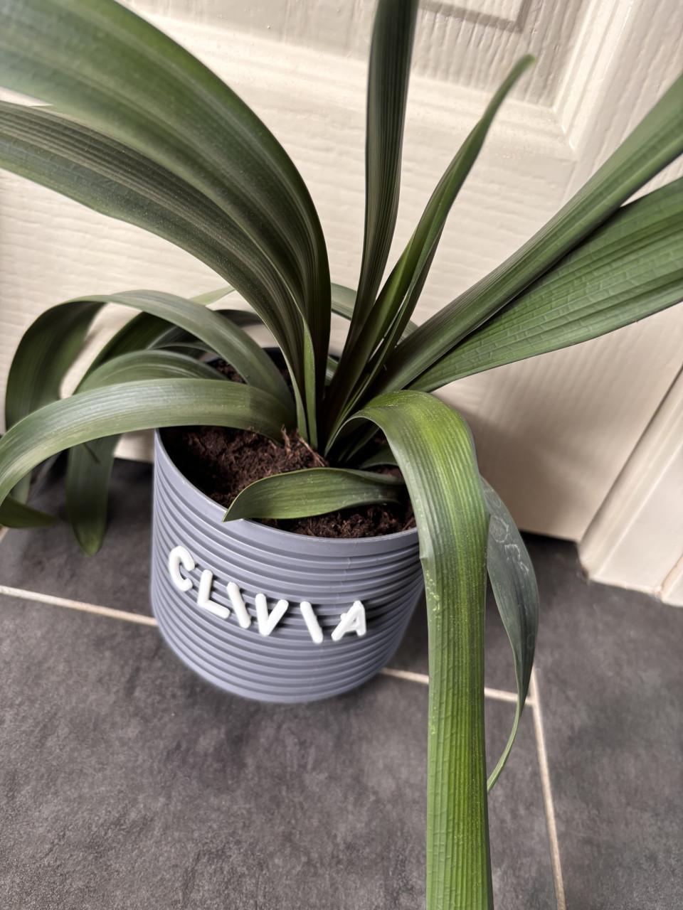 Kamer planten clivia’s