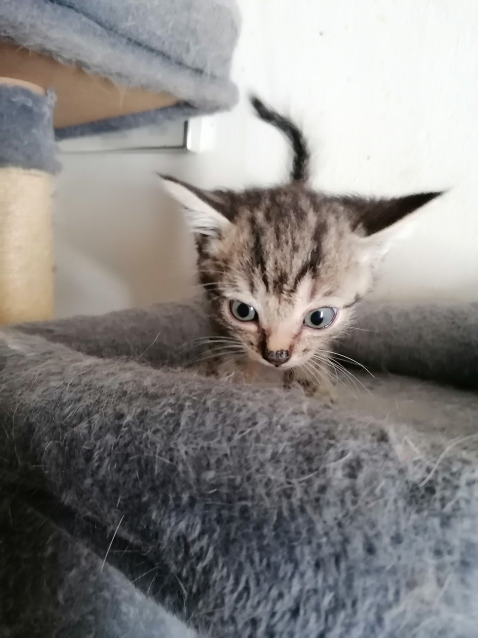 5 kittens