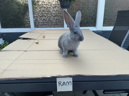 Te koop: raszuivere jonge Duitse reuzen