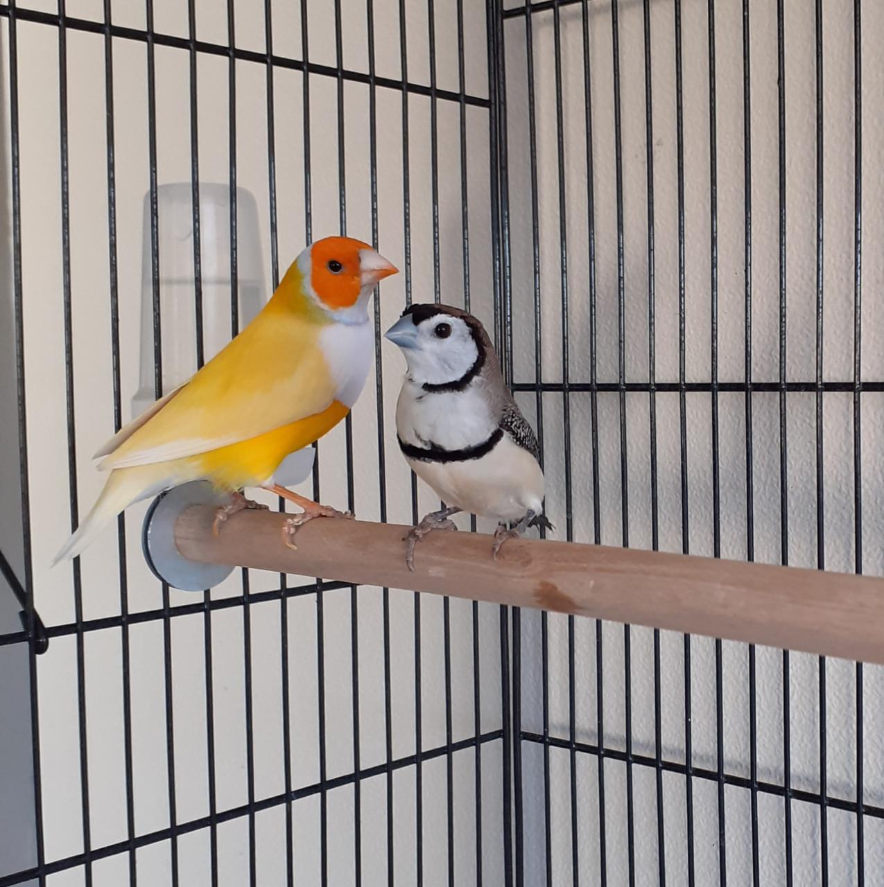 Kooi met 2 bichenows en 2 gele gouldamadines